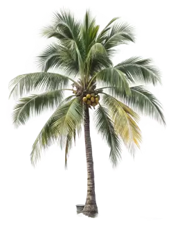 Imagen PNG para descargar